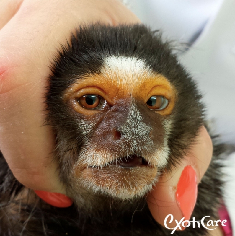 Macaco sagui de estimação: conheça o animal silvestre e os