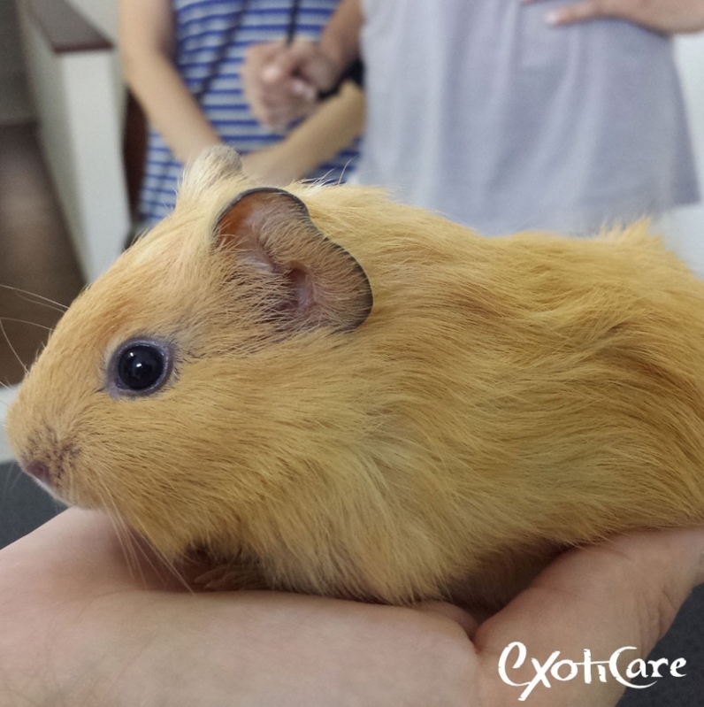 Hospedagem para Porquinho da índia Preço Piqueri - Hotel para Porquinho da índia Hospedagem para Porquinho da índia Preço Piqueri - Hotel para Porquinho da índia