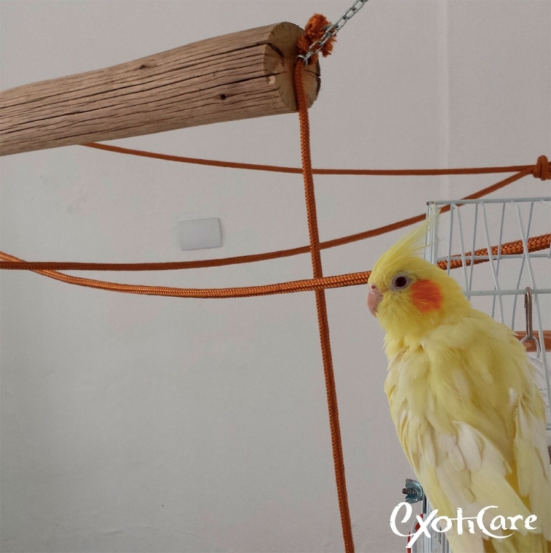Hotel para Pássaros Freguesia do Ó - Hotel para Aves Hotel para Pássaros Freguesia do Ó - Hotel para Aves