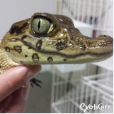 aquecimento para répteis valor São Domingos