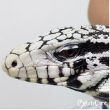 aquecimento para répteis Vila Mazzei