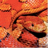 aquecimentos para répteis Parque Peruche