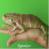 atendimento para iguana Butantã