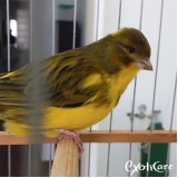 Veterinário de Aves Sp