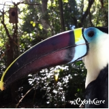 Veterinário de Aves