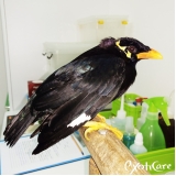 Veterinário de Pássaros Sp