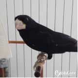 Veterinário de Pássaros