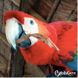 Veterinário para Papagaio