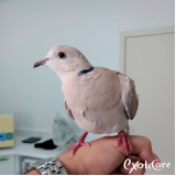 Veterinário para Pássaros