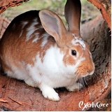 castração de coelhos 24 horas Vila Romana