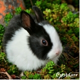 castração de coelhos valor Vila Anastácio