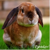 castração de coelhos Vila Nova Cachoeirinha