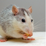 cirurgia em hamster valores Vila Ida