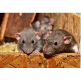 cirurgia em hamster Liberdade