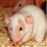 cirurgia em twister telefone Vila Anglo Brasileira