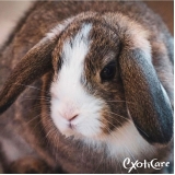 clínica castração de coelhos Freguesia do Ó