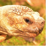 clínica com consulta com veterinário de tartaruga Parque Mandaqui