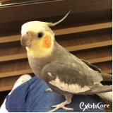 clínica com consulta para calopsita Santana