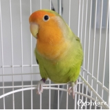 clínica com veterinário papagaio Boaçava