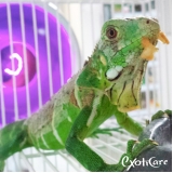 clínica de aquecimento para répteis Vila Marisa Mazzei