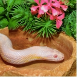 clínica de cuidados corn snake Pirituba