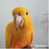 aves-veterinario-aves-clinica-de-veterinario-de-calopsita-vila-ida