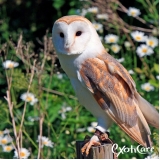 clínica de veterinário de aves Parque São Domingos