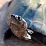 clínica de veterinário de tartaruga Santa Cecília