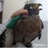 clínica de veterinário para aves Vila Ipojuca