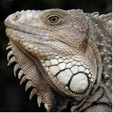 clínica de veterinário para iguana Vila Buarque