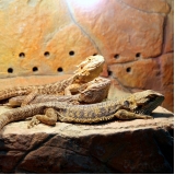 clínica de veterinário para pogona Jardim Everest