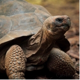 clínica de veterinário para tartaruga Vila Sônia