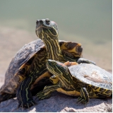 clínica de veterinário répteis Vila Nova Cachoeirinha