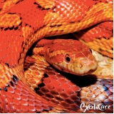 clínica para animais silvestres Sumaré