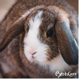 clínica para coelhos valor Rio Pequeno