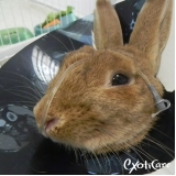 clínica para coelhos City América