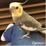 clínica para pássaros valor Liberdade