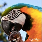 clínica para pássaros Jardim Adhemar de Barros