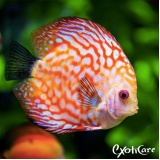 clínica para peixes valor Lapa