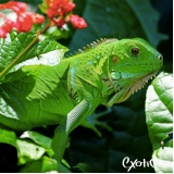 clínica para répteis valor Bairro do Limão