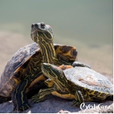 clínica para répteis Vila Albertina