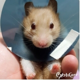 clínica para roedores Liberdade