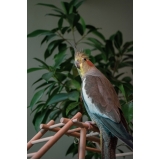 clínica veterinária de calopsita preços Pompéia