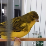 clínicas para aves Conjunto Residencial Butantã