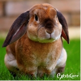 coelhos-alimentacao-de-coelhos-clinica-castracao-de-coelhos-bairro-do-limao
