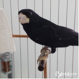 clínicas para pássaros São Domingos