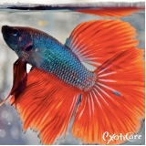 clínicas para peixes Mandaqui