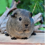 consulta castração de roedores Vila Anastácio