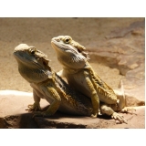 consulta para pogona preço Jardim São Paulo