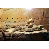 consulta para pogona Vila Sônia